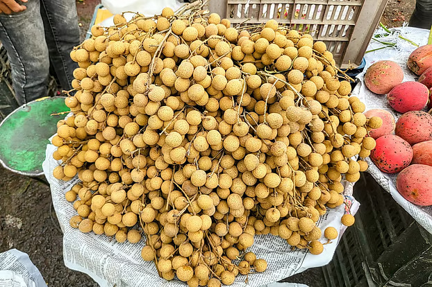 Sed consectetur enim